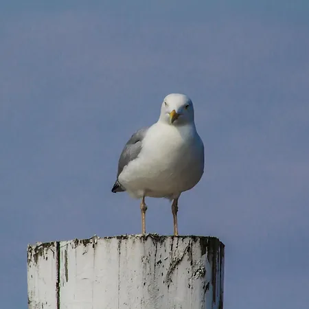 Solt דירה ג'וסט