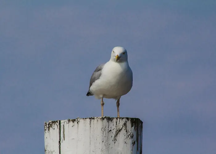 Solt Апартаменты Йюст